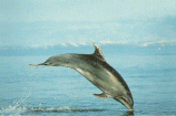 Dolphin Body Language: Leap