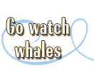 Go watch whales