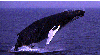 (Picture of humpback whale breaching the surface)